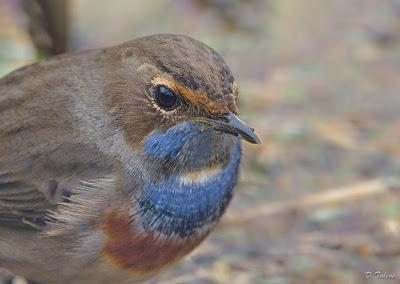 Fotonatura XIX: Ruiseñor pechiazul Fotonatura XIX: Ruiseñor pechiazul