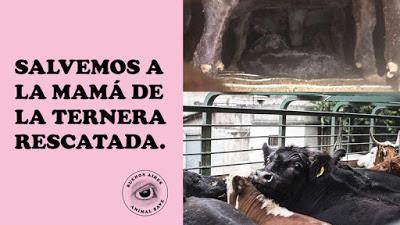 Liberen a la vaca que tuvo a su hija dentro del camión jaula antes de entrar al matadero