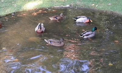 natación sincronizada