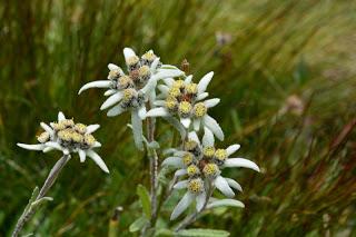 Senderismo por Zermatt, que hacer en 1 día