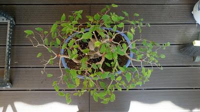 Intercambio de bonsais :Nº 113 Olmo comun