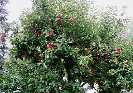 LOS TRES ARBOLES LOS TRES ARBOLES