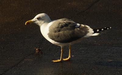 UNA ENTRADA LIGERITA PARA ESTAS FECHAS