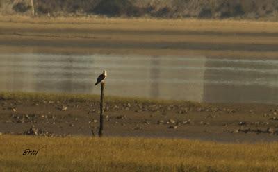 UNA ENTRADA LIGERITA PARA ESTAS FECHAS
