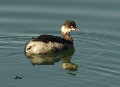 UNA ENTRADA LIGERITA PARA ESTAS FECHAS