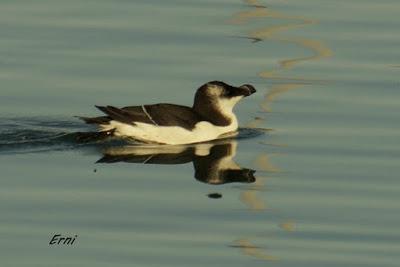 UNA ENTRADA LIGERITA PARA ESTAS FECHAS