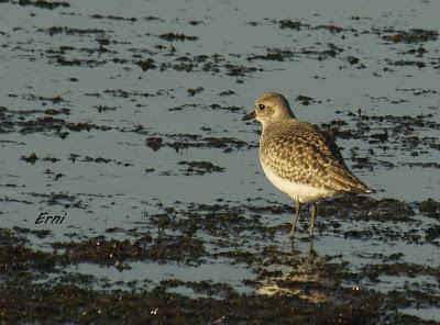 UNA ENTRADA LIGERITA PARA ESTAS FECHAS
