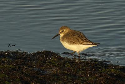UNA ENTRADA LIGERITA PARA ESTAS FECHAS