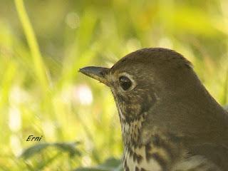 CASCANUECES EN CANTABRIA