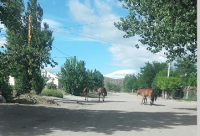 El eterno problema de los caballos sueltos en Piedra del Águila