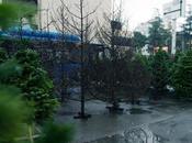 mercadillo navideño árboles quemados para luchar contra incendios forestales