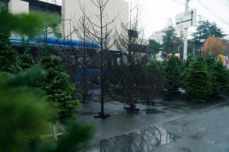Un mercadillo navideño con árboles quemados para luchar contra los incendios forestales Un mercadillo navideño con árboles quemados para luchar contra los incendios forestales