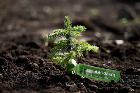 Un mercadillo navideño con árboles quemados para luchar contra los incendios forestales Un mercadillo navideño con árboles quemados para luchar contra los incendios forestales