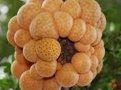 Indio (Cyttaria harioti)