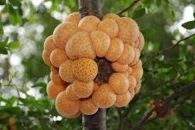 Pan de Indio (Cyttaria harioti)