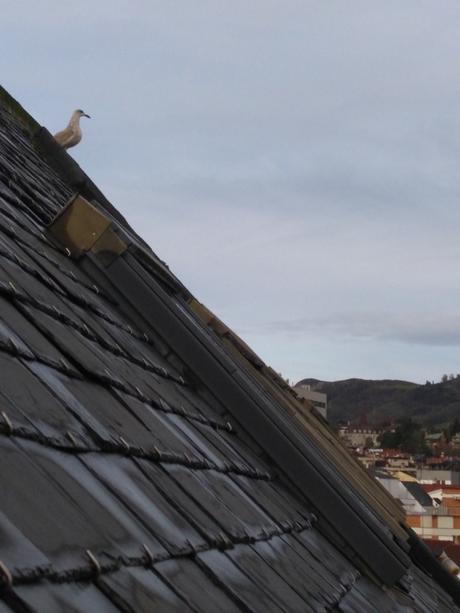 Para el 2018, una gaviota