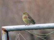 Escribanos soteños invernantes