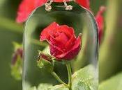 placer invitarte...