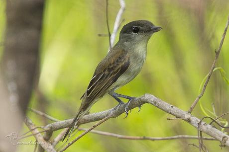 Anambé común (White-winged Becard) Pachyramphus polychopterus