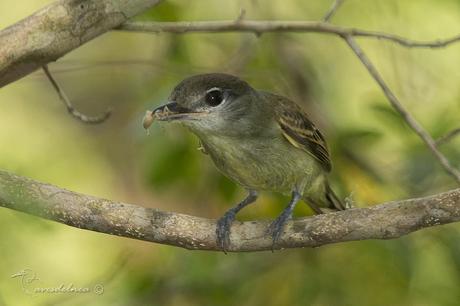 Anambé común (White-winged Becard) Pachyramphus polychopterus