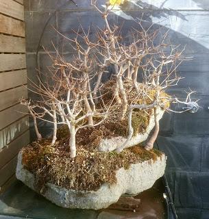 Diorama con Acers Campestres : 20 mantenimiento