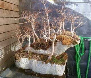 Diorama con Acers Campestres : 20 mantenimiento