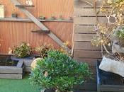 Diorama Acers Campestres mantenimiento