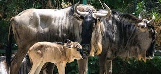 REGISTRA PARQUE ECOLÓGICO ZACANGO 48 NACIMIENTOS EN 2017