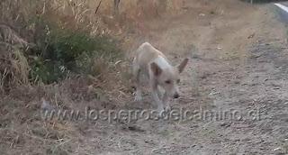 Adopta un perro abandonado