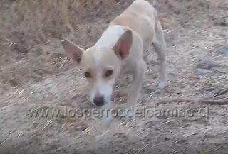 Adopta un perro abandonado