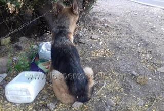 Adopta un perro abandonado