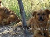 Adopta perro abandonado