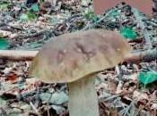 Boletus edulis