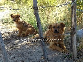 Adopta un perro abandonado