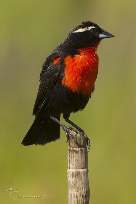 Pecho colorado (White-browed Blackbird) Sturnella superciliaris