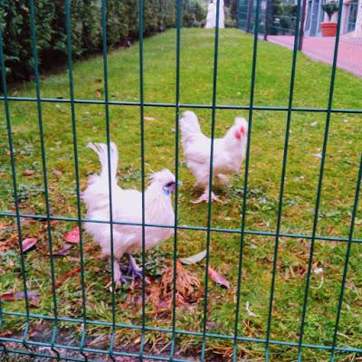 Lo que aprendemos de los gatos + Paseo con Vilma + Feliz 2018