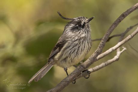 Cachudito Pico Negro-Tufted Tit-Tyrant / Anairetes parulus (Kittlitz, 1830)