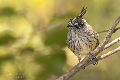 Cachudito Pico Negro-Tufted Tit-Tyrant / Anairetes parulus (Kittlitz, 1830)