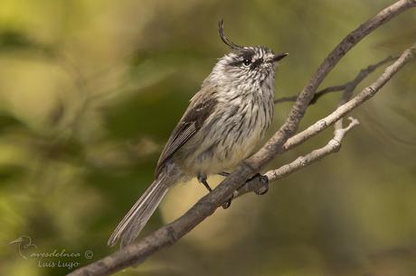 Cachudito Pico Negro-Tufted Tit-Tyrant / Anairetes parulus (Kittlitz, 1830)