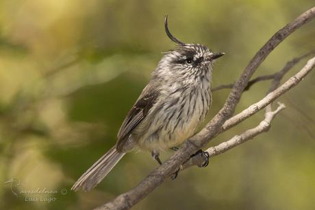 Cachudito Pico Negro-Tufted Tit-Tyrant / Anairetes parulus (Kittlitz, 1830)