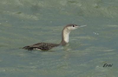 COLIMBO CHICO (gavia stellata) EN LAREDO