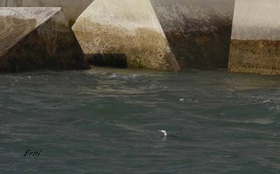 COLIMBO CHICO (gavia stellata) EN LAREDO