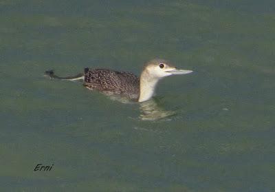 COLIMBO CHICO (gavia stellata) EN LAREDO