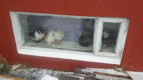 Slysavarnafélagið Landsbjörg o Ice-SAR y los fuegos artificiales(Fluegedar)