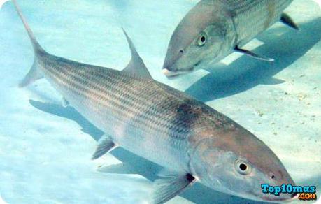 Top 10 Peces Más Rápidos del Mundo