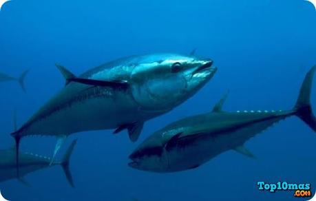 Top 10 Peces Más Rápidos del Mundo