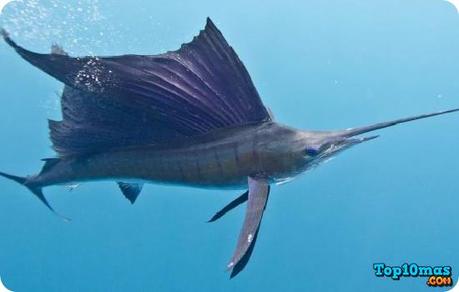 Top 10 Peces Más Rápidos del Mundo