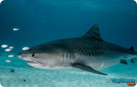 Top 10 Peces Más Rápidos del Mundo