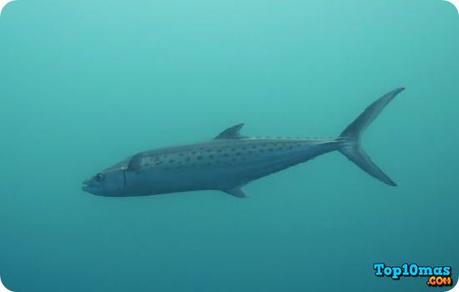 Top 10 Peces Más Rápidos del Mundo