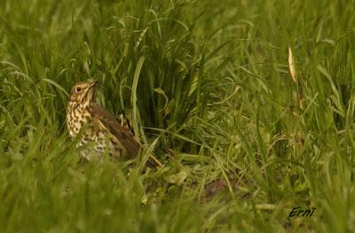 CIENTOS DE ZORZALES ALIRROJOS (Turdus iliacus)